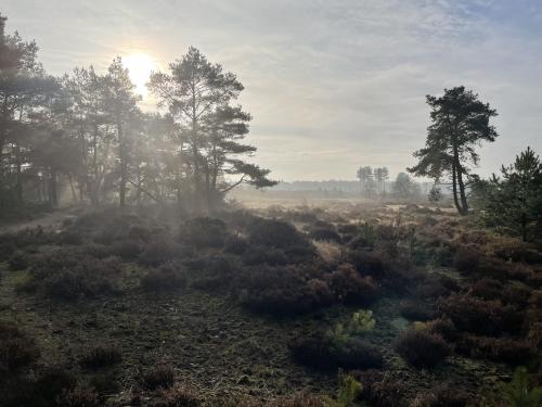 oneshotolive:  Foggy morning in Zeist, The Netherlands [OC], 4032x3024 📷: Damndude-_- 