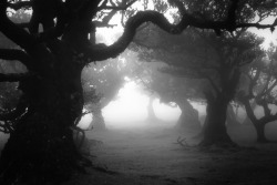 satakentia: Long Lost to Where No Pathway Goes  The cloud forest of Fanal, Madeira Island, Portugal by Ricardo Pestana 