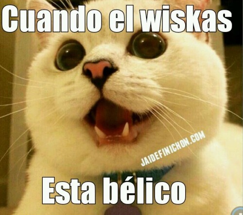 jaidefinichongg:  ta weno el wiskas hermanito