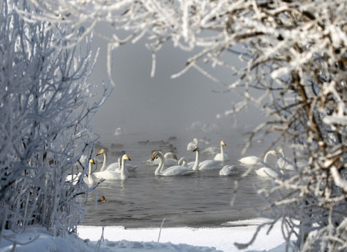 elvenforestworld:Winter Swan Lake