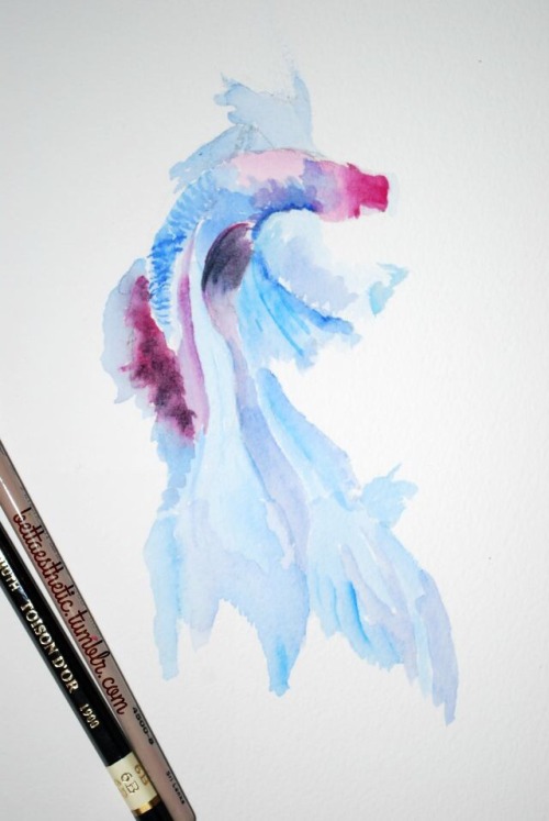 bettaesthetic: Send me pics of your fish to paint pls ❤️