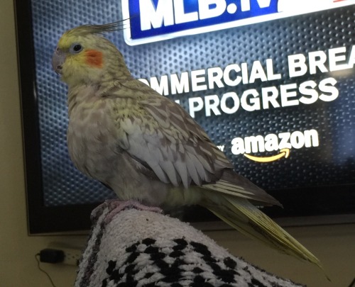 When your foot becomes a perch.