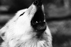 w-o-l-f–g-i-r-l:    Arctic wolf howling at Lakota Wolf Preserve by   Tabitha M.   