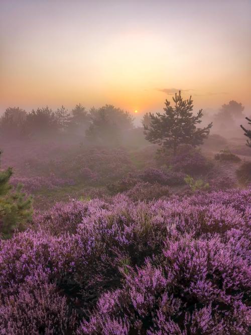 amazinglybeautifulphotography: Aekingerzand during sunrise [OC] [2976 x 3968] - Author: _Orionids_ o