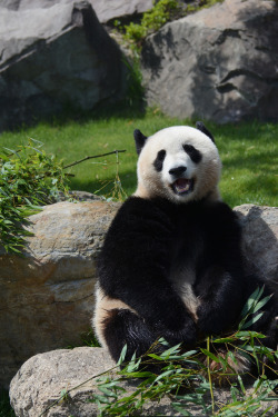 giantpandaphotos:  Yuhin at Adventure World