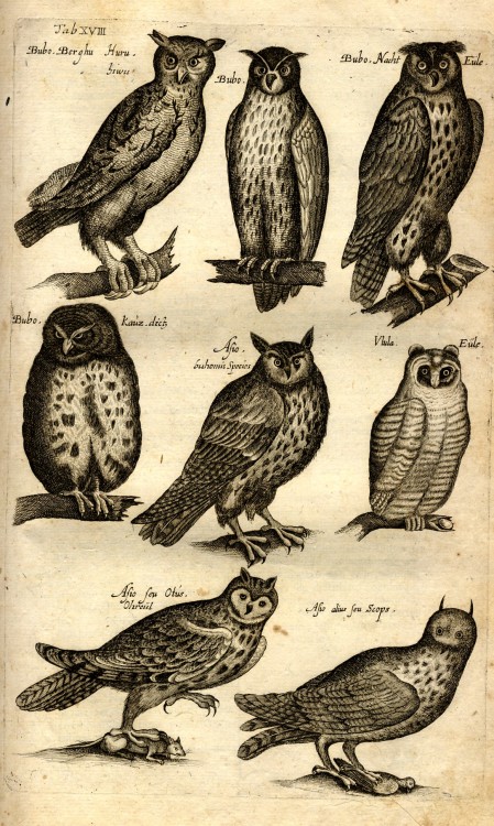 Owls from Jan Jonston’s Historiae Naturalis De Avibus Libri VI (Frankfurt 1650).Source: as digitized