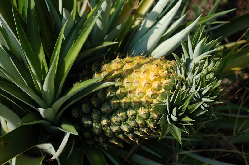 biodiverseed: If a pineapple inflorescence is exposed to excessive heat or excessive