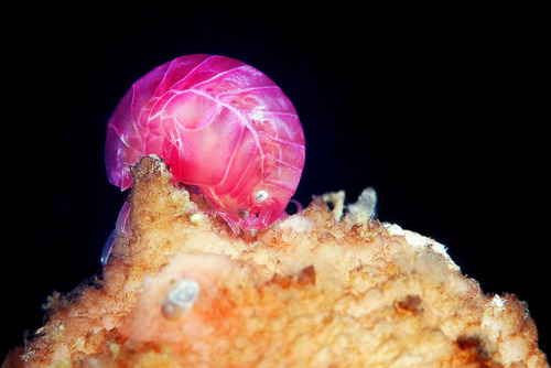 fresh-n-salty:Acanthonotozoma inflatum by Alexander Semenov on Flickr.An amphipod crustacean found m