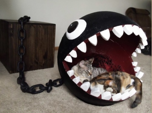 isquirtmilkfrommyeye:  A Chomp Chomp cat porn pictures