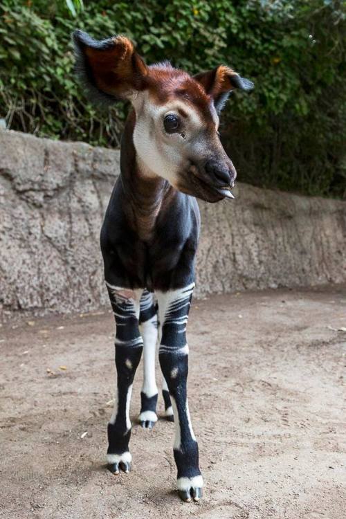 awwww-cute:  Baby Okapi (Source: http://ift.tt/2x1epoJ)  Blep.