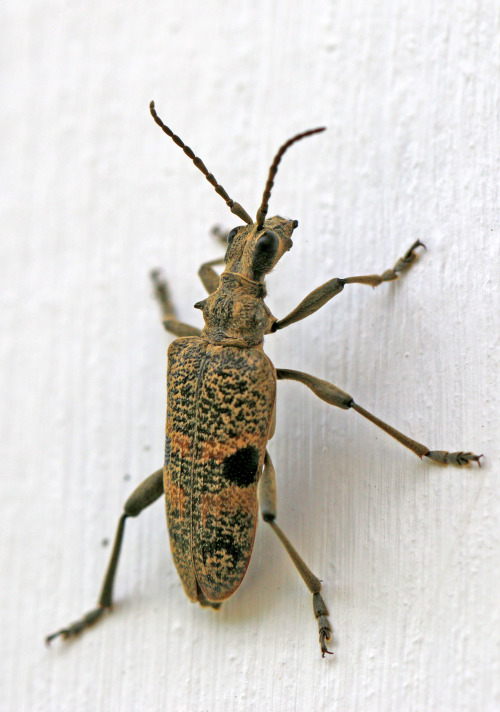 Blackspotted pliers support beetle (Rhagium mordax) / Lövträdlöpare.