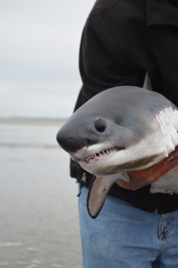 ayellowbirds:  thefingerfuckingfemalefury:  sourcefieldmix:  sharkhugger:  Cute baby was stranded and returned to the water :3But not before they got a nice picture snapped!Photo from white shark projects  hes shy  “Thank you for your help human friends”