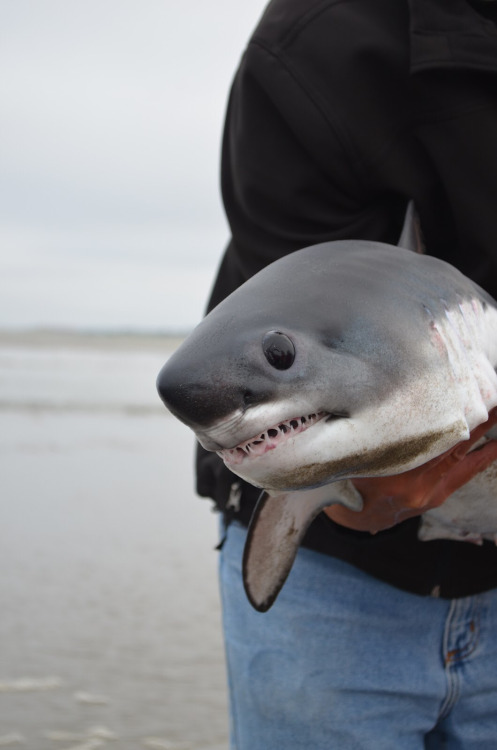 sharkhugger:Cute baby was stranded and returned to the water :3But not before they got a nice pictur