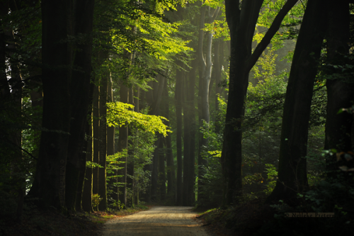 opticxllyaroused:    Most Beautiful Forest Photography by Nelleke Pieters  