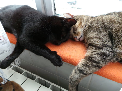 mostlycatsmostly:  (via Spielpause - Bild)  they look just like my cats. just a week and a half left you two…