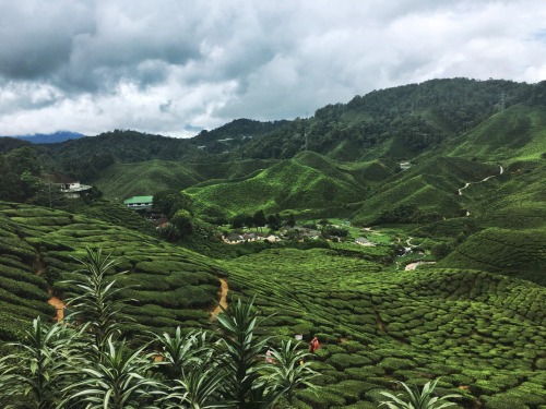 packing-bags: Bharat Tea Plantation - Cameron Highlands, Malaysia (2017)