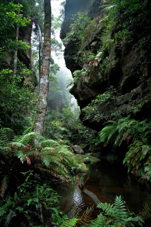 java-jungle: oceaniatropics: grand canyon walking trail, blue mountains, nsw australia, by richard