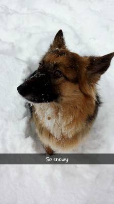 awwww-cute:  Mika seems to like the snow