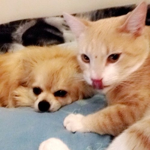 My little loafs of bread #cat #dog #pupper #catsofinstagram #dogsofinstagram #love #happiness #mybab