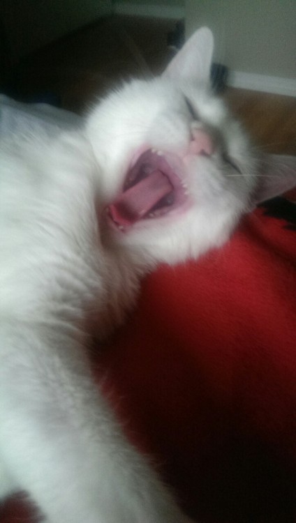 cat yawn