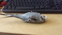 importantbirds:  NOW the time a belly scratchem