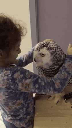 sarriane: gifsboom:  Owl love you. [video] adult photos
