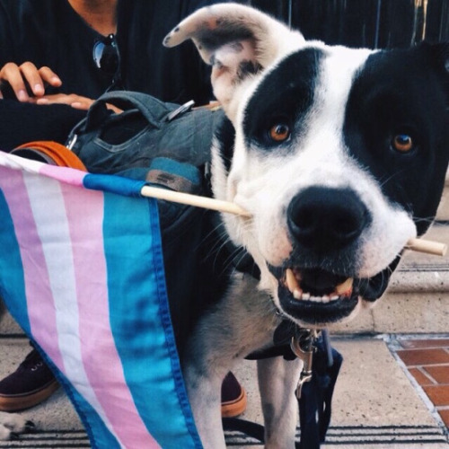 stilesisbiles:Your dash has been blessed by the trans pride puppy. ^_^[Image description: an adorabl