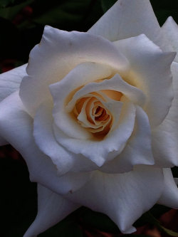 J5Rson:  White Rose By J5Rson    A White Rose, From The Cvs Parking Lot Near My Home.