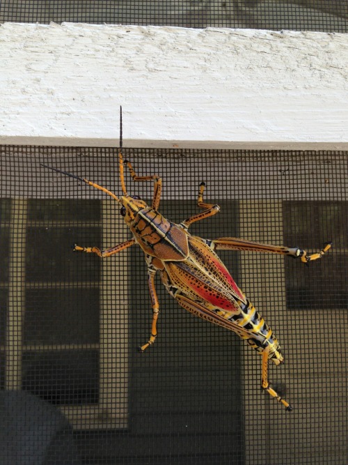 darktail67: chachipistachis: creepycrawlieslove: Eastern Lubber Grasshopper - Romalea guttata - on m