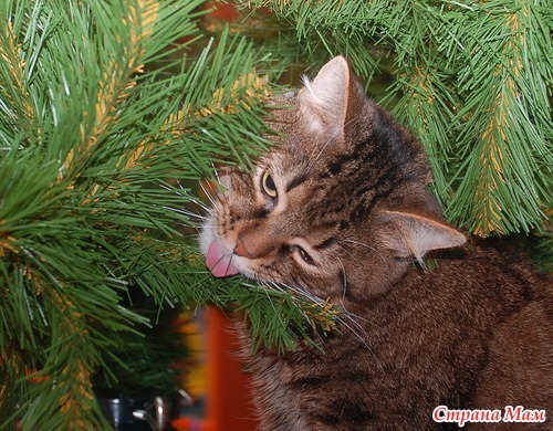 catsuggest:  