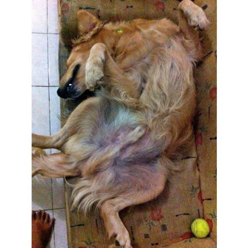 when bae sleep he sleeps with style #dogs #dogsarefamily #goldenretriever #asu #son #lovemydog