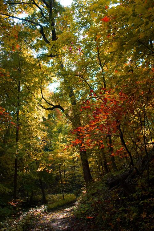 amazinglybeautifulphotography: Ethereal Fall Forest off the Illinois River [OC][1667x2500] - Author: