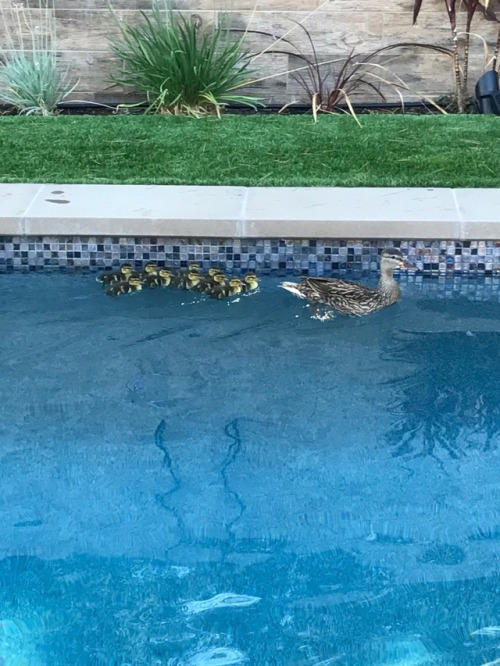 ducklingcentral: MY FRIEND HAD DUCKS IN POOL !!!!