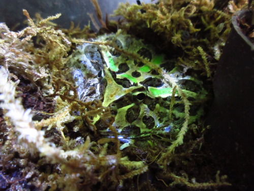 Oscar the grouch. My current pacman frog. Not sure if it’s male or female. They had a reputation at 