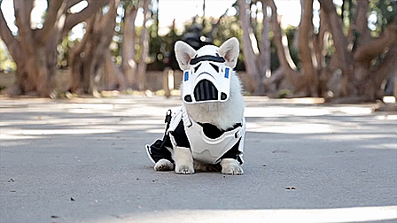thewightknight:  May The Fluff Be With You    Winston the white corgi dresses up