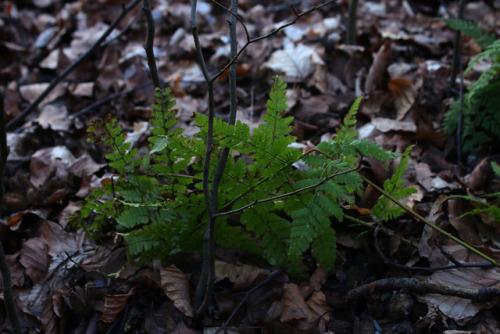 90377: The first signs of spring tumblr | Instagram | Etsy Shop