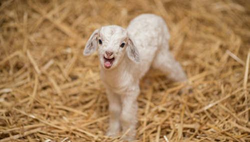 rescuedfarmanimals:Today we welcome our triple J goats -Julia, Jillian and Jacob; our all Australia 