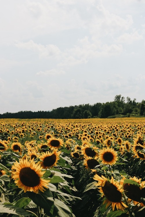 Sunflower S Garden Tumblr