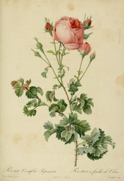 heaveninawildflower:  Rosa Centifolia by P. J. Redoute  (1821). Plate from ‘La Roses.’ Sutro Library. http://archive.org/stream/lesroses1821pjre#page/n7/mode/2up 