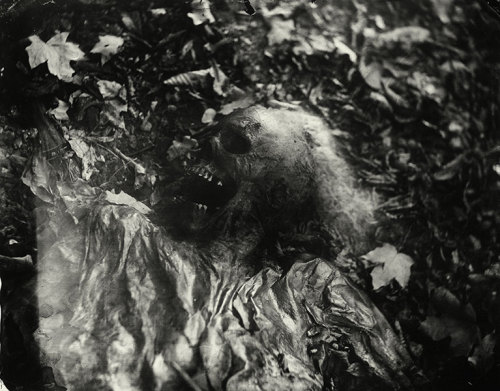 nuclearharvest - Body Farm by Sally Mann 2001