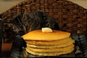 death-by-lulz:Honestly, if you don’t need a kitten stealing a pancake on your blog, it had better be