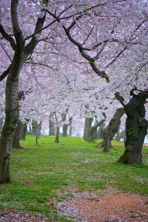 tulipnight: Cherry Path by Dwood Photography