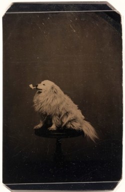 peashooter85:A dog smoking a pipe. circa 1875.