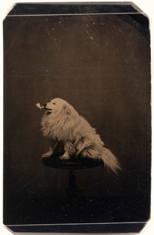peashooter85:A dog smoking a pipe. circa 1875.This is me irl