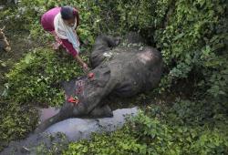 awkwardsituationist:  flowers and a prayer are offered to a female elephant who died december 20, 2013, after being hit by a train as her herd was crossing a railway track near india’s deepor beel wildlife sanctuary. it is not uncommon in northeastern