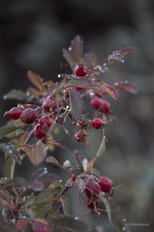 A late day rain on the rosesriverwindphotography, October, 2018