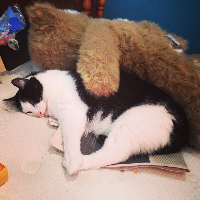 Cleo has a cuddle buddy after this mornings traumatizing trip to the vet. #kitty #kittycuddles #kittylove #cat #cute #picsitch #teddybear #catsofinstagram