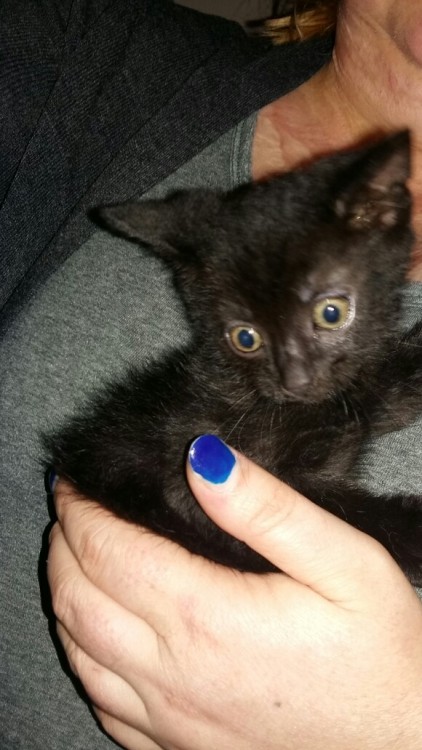 lousedog:So uh, we’re a cat rescue now I guess. :/ these guys aren’t even weaned properly and they w
