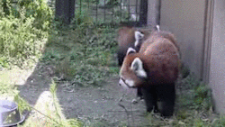 fishmech:red panda  flwumphf