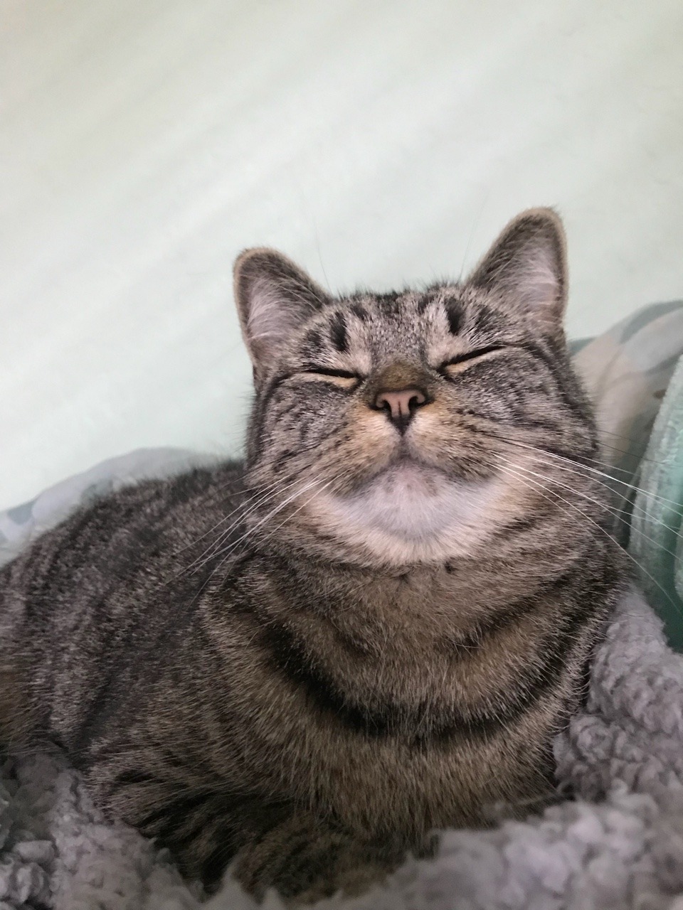 tumblr squish that cat video tumblr squish that cat video